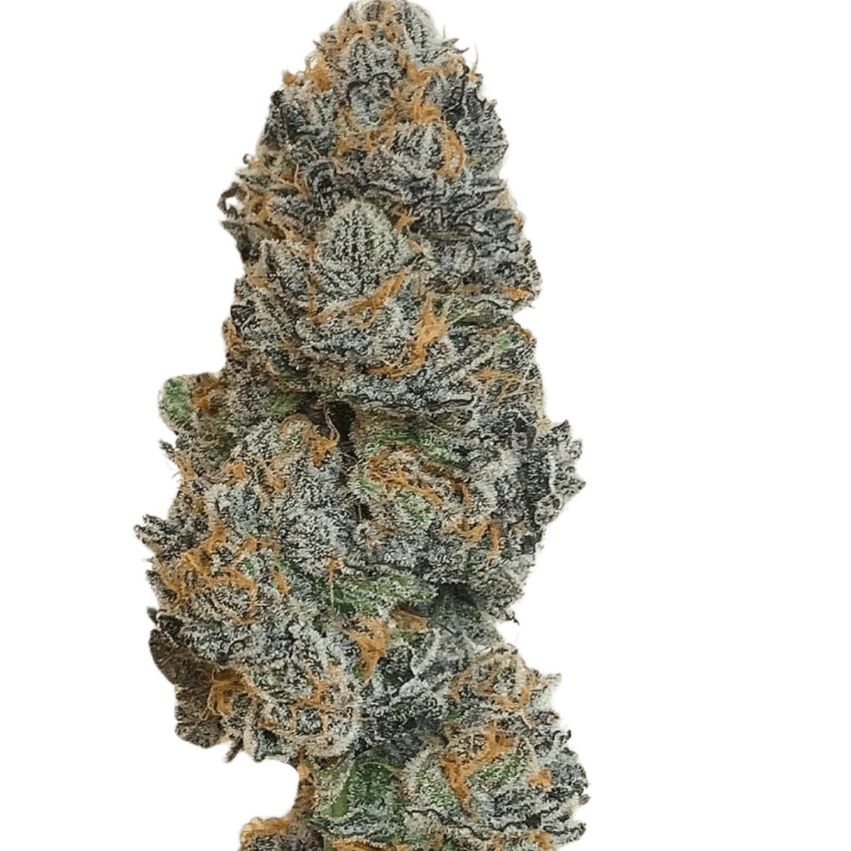 Gelato