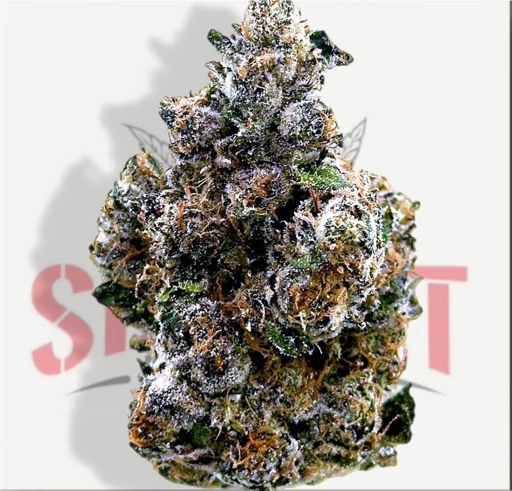 CHERRY DO-SI-DOS (34.61%) - HYBRID - TIER 2
