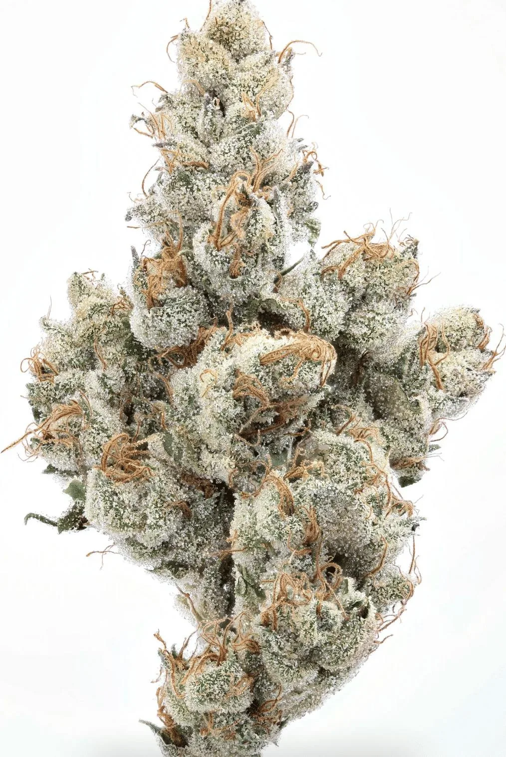 Pearadise 14g - 14 grams