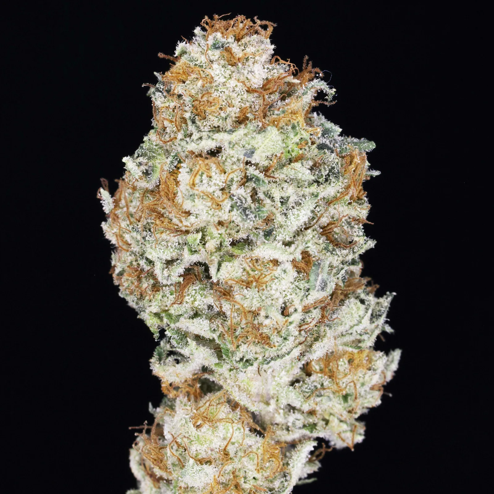 JAHnetics - Guava JAH 🍈🍊🥝 (Papaya x Tangie OG)