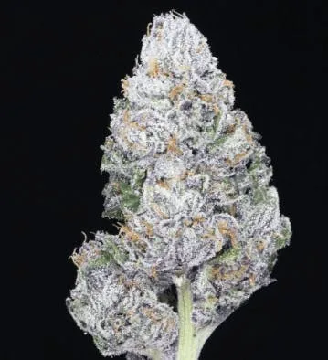 JAHnetics - Dark JAHcolate🍫(JAH Cheese x White Runtz) - Eight