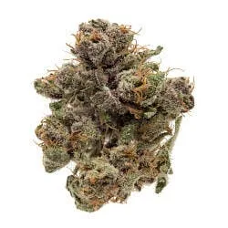 Moonlight Society — Exotic / Indica