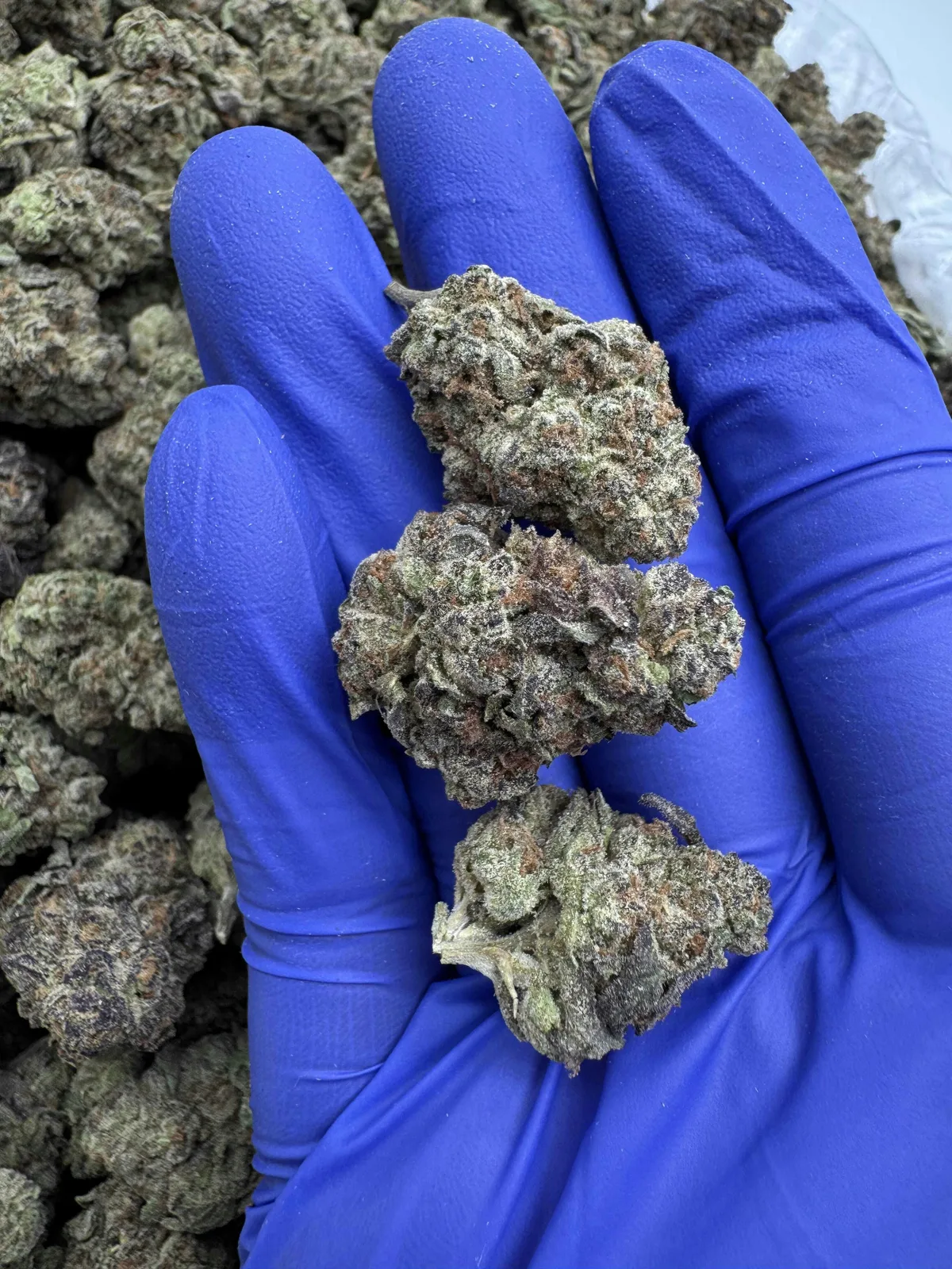 Canna Couriers - Mochi Runtz 14g - Half