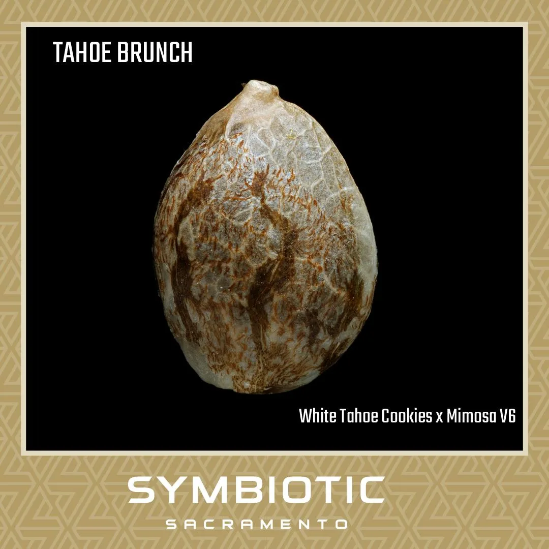 TAHOE BRUNCH | CANNABIS SEED 10-PACK