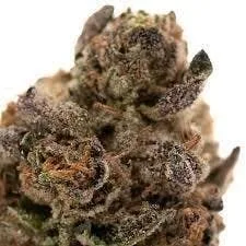 Sticky | Rainbow Gelato | Big Buds | 3.5g