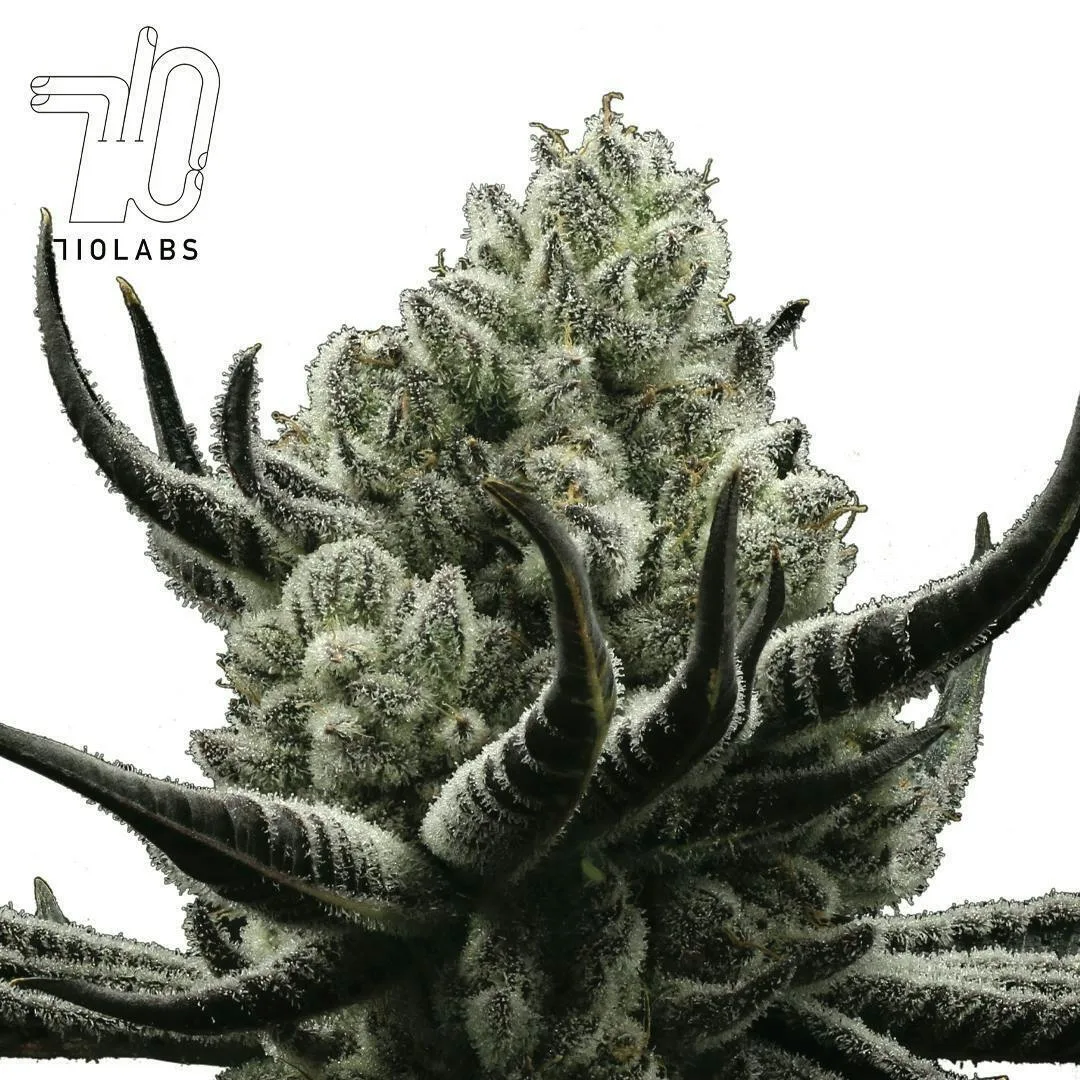 Cake Crasher - 14g Flower
