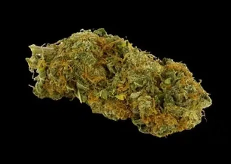 BLUE KNIGHT (INDICA) 32.50% THC TIER 2