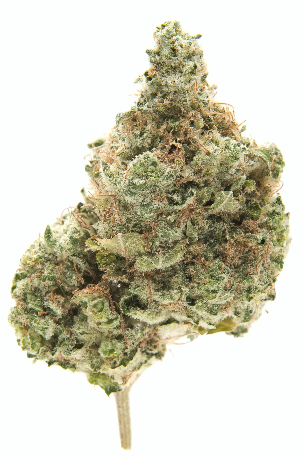 Hash Plant -Indica- 32.00% THC