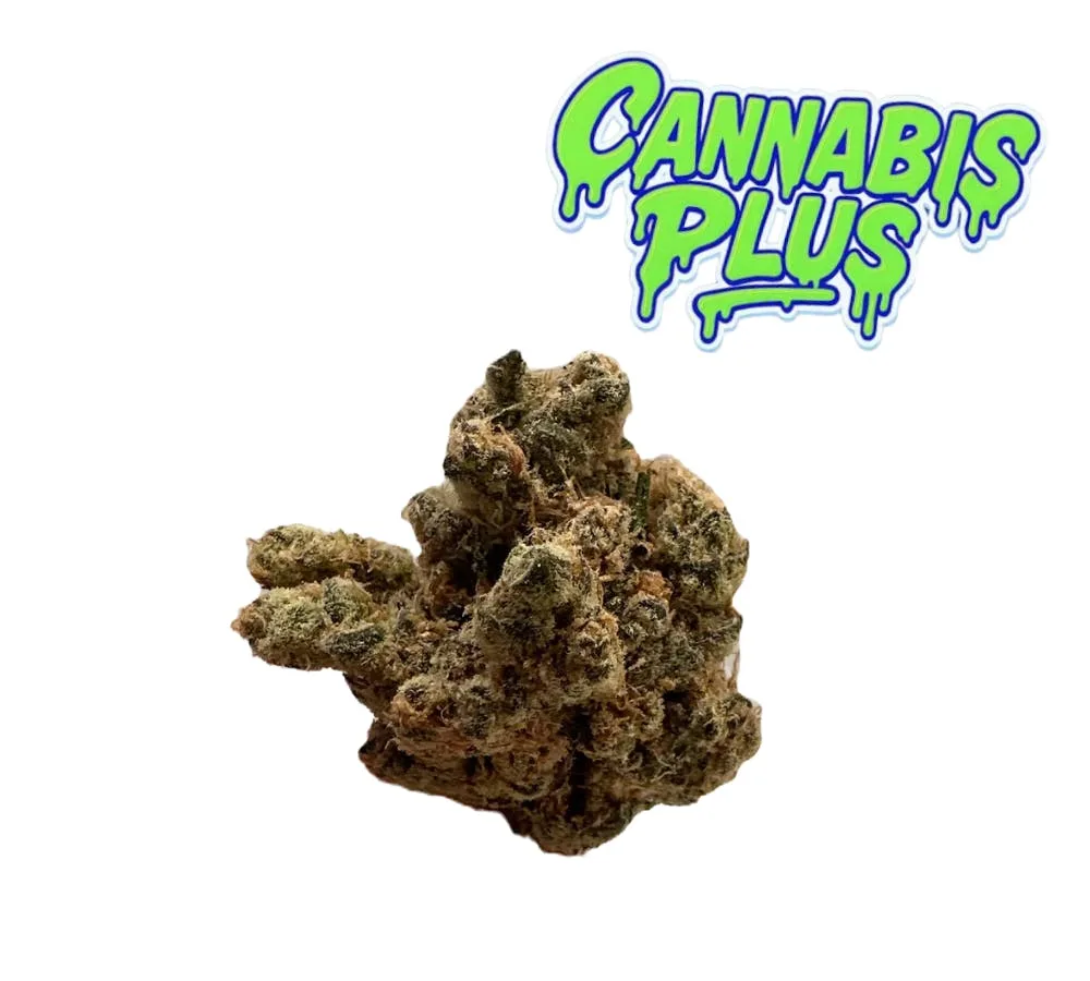 Tier 2 | Golden Triangle | Hybrid