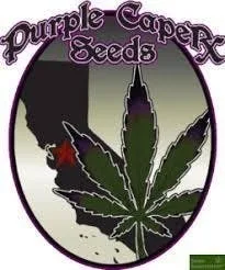 Purple Caper Seeds - Purple Caper Seeds Pack - Chocolate Tonic (CBD)