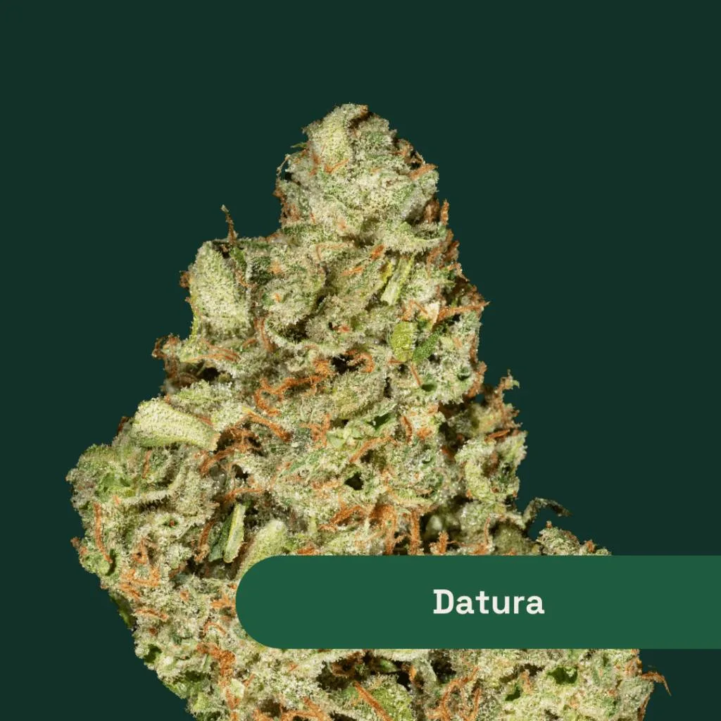 THE BOTANIST - DATURA - 14G - SATIVA