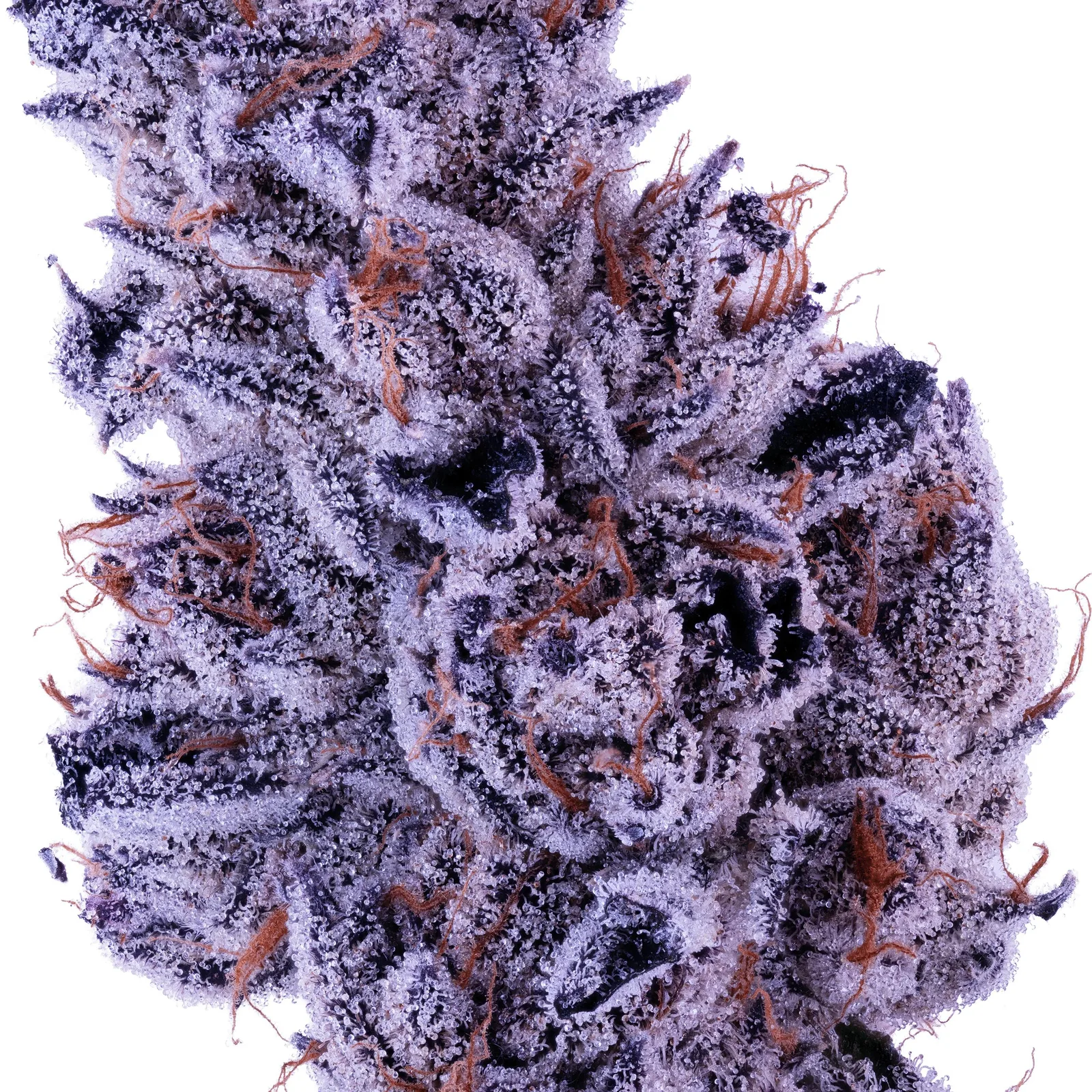 Lumpy's Flowers | Zoasty | 3.5g Glass Jar