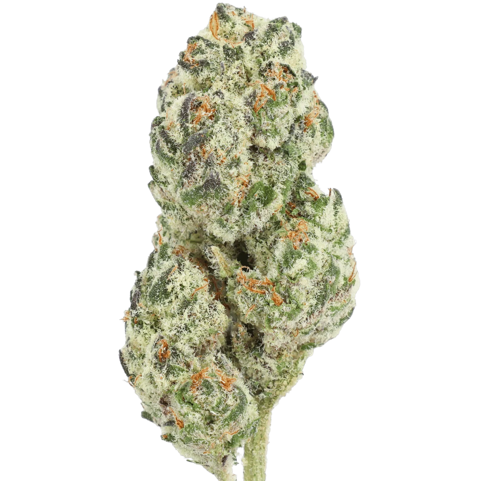 GH - OREOZ - 5 GRAMS