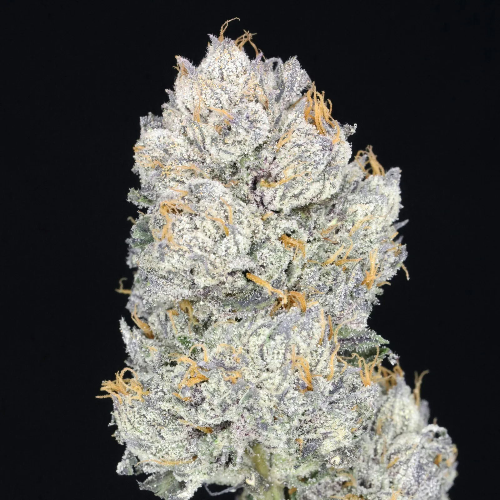 JAHnetics - Grape JAH 🍇 (Grape Kush x Runtz)