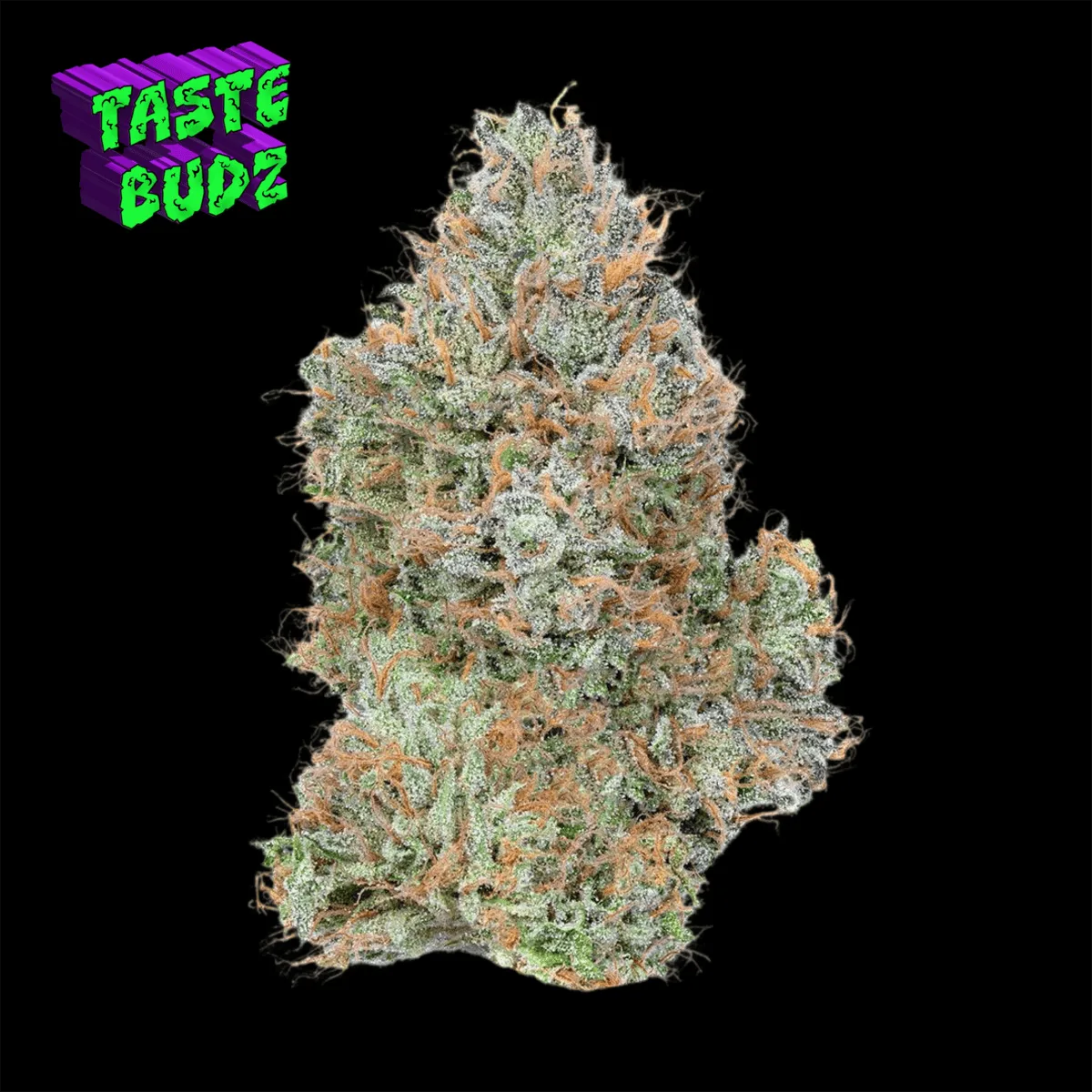 GUAVA JELLY | Exotic Indoor | Hybrid | 36% THC - 28g Special | TASTE BUDZ