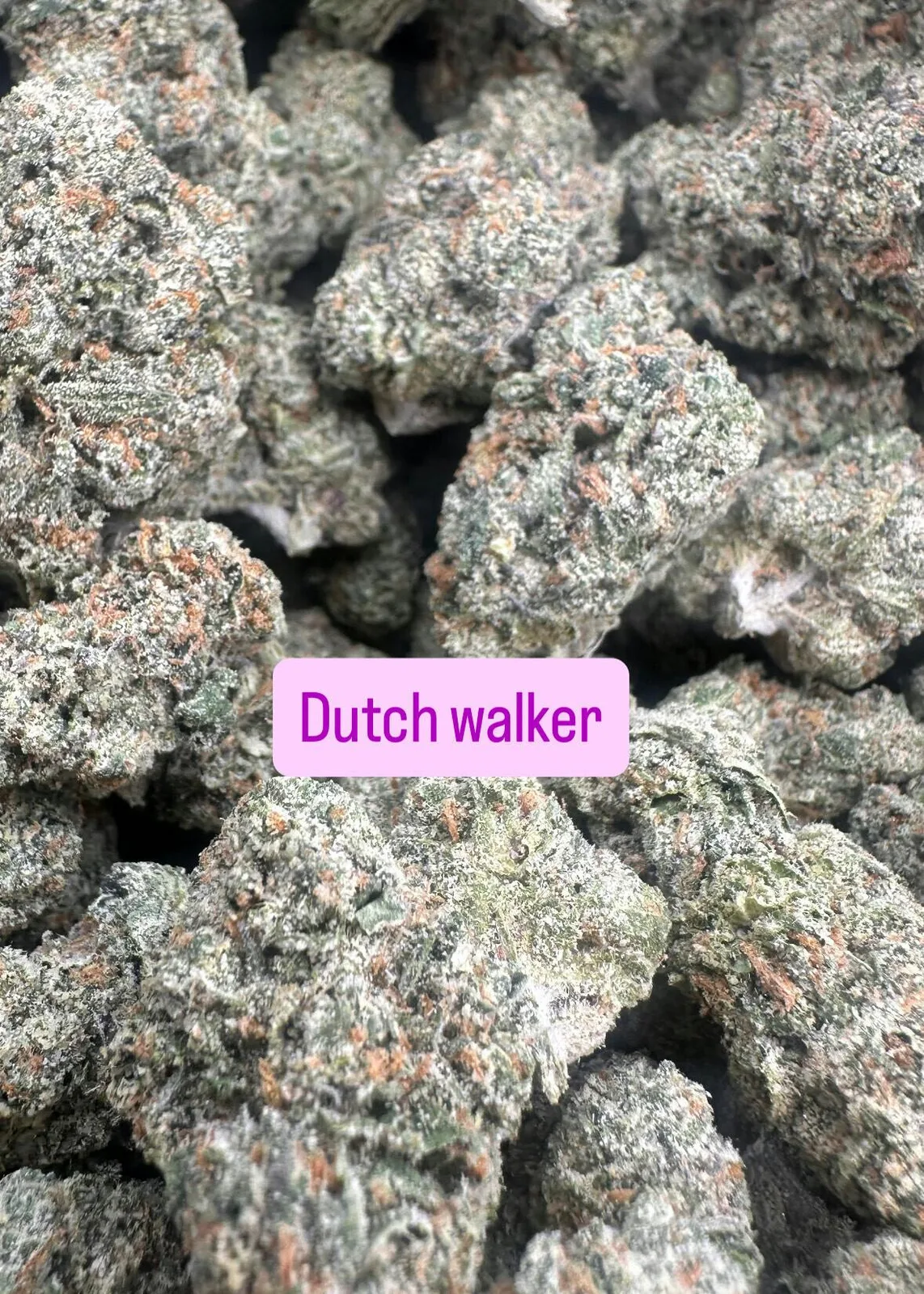 Dutch Walker