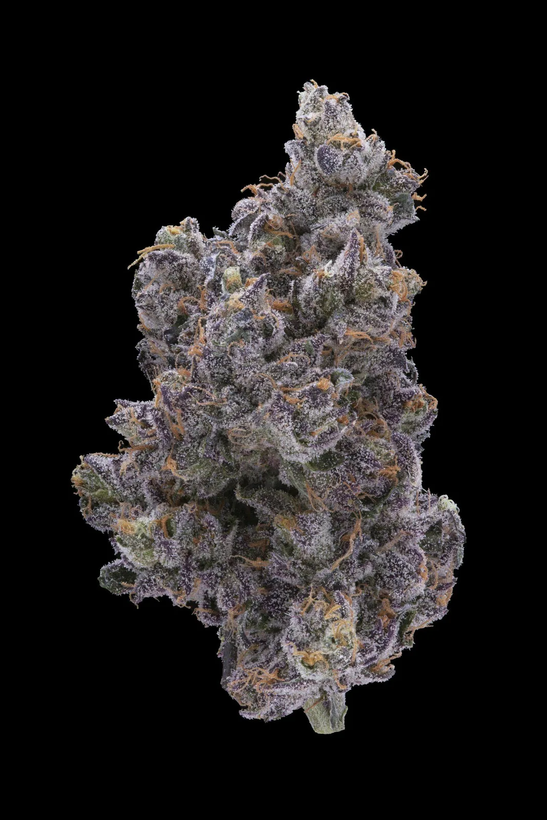 Cookies Gelato