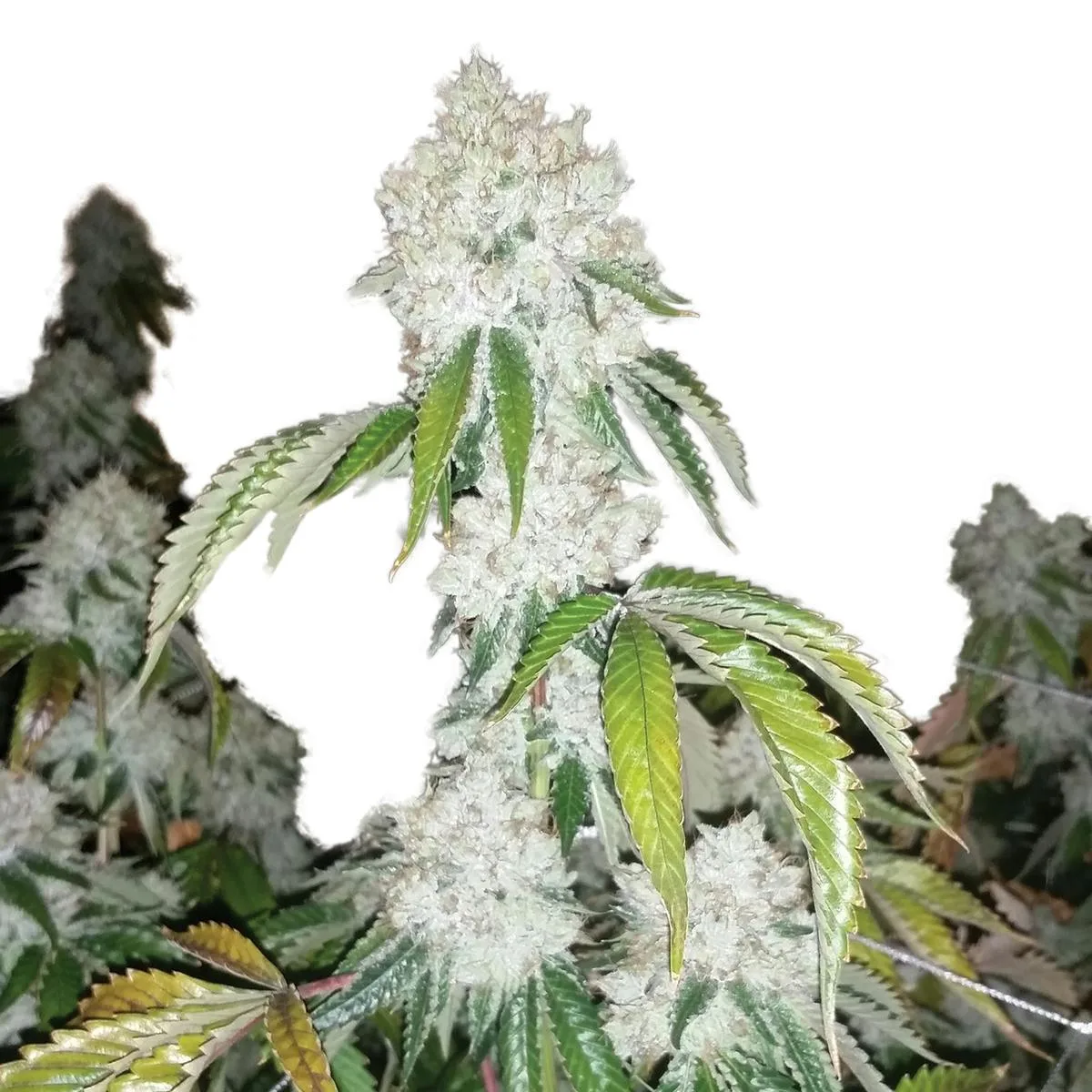 OG Kush