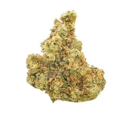 DUTCH TREAT *ULTRA EXOTIC* (I/H)