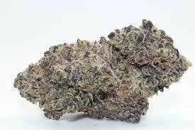 Original Intelligence Hash Burger 1g Premium Light Assisted