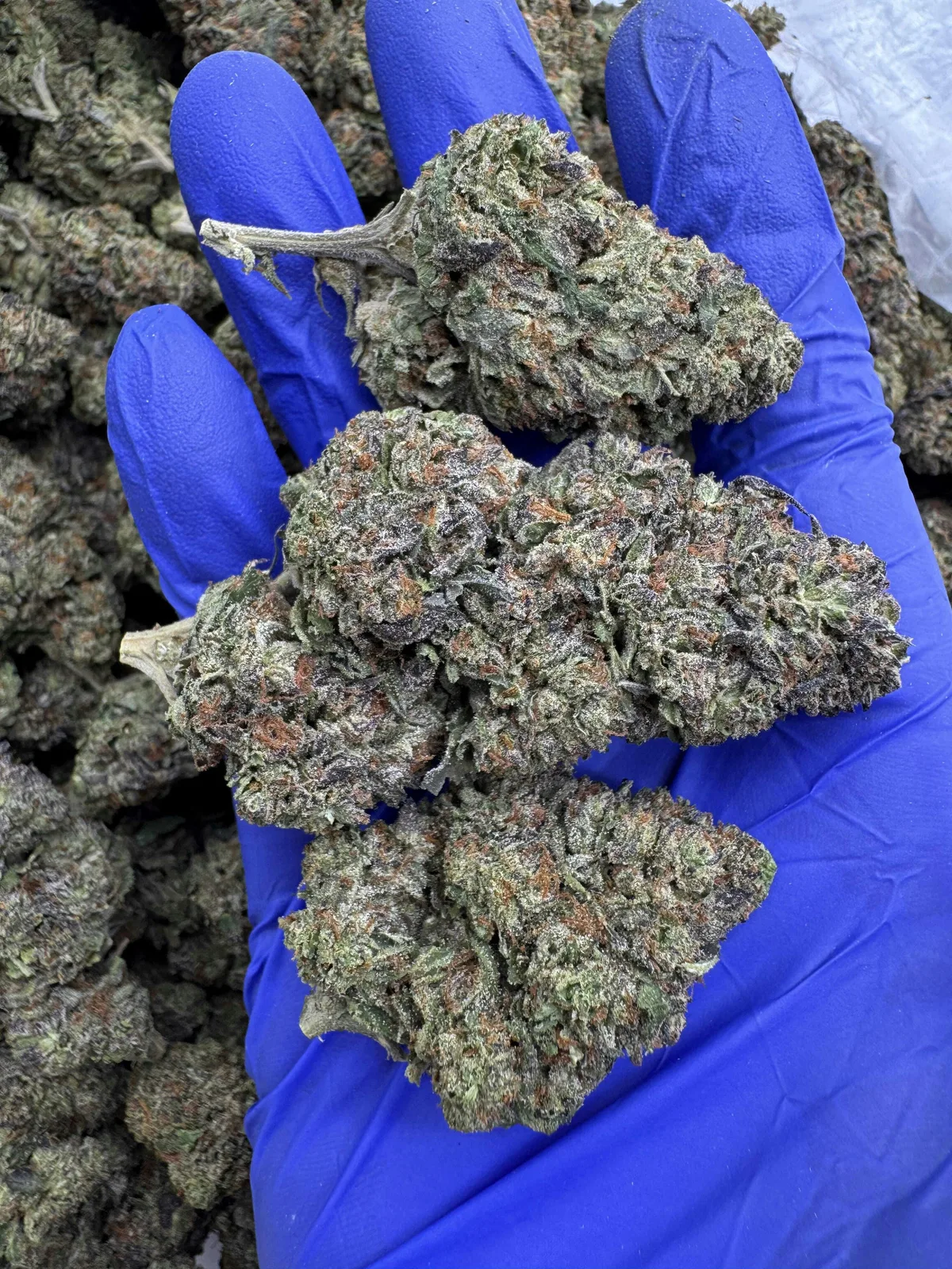 Canna Couriers - Lemon Cherry Sherbet 14g (Big Buds) - Half