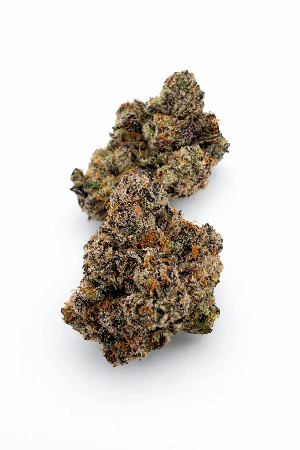 Golden Bear - Smurfs- 3.5