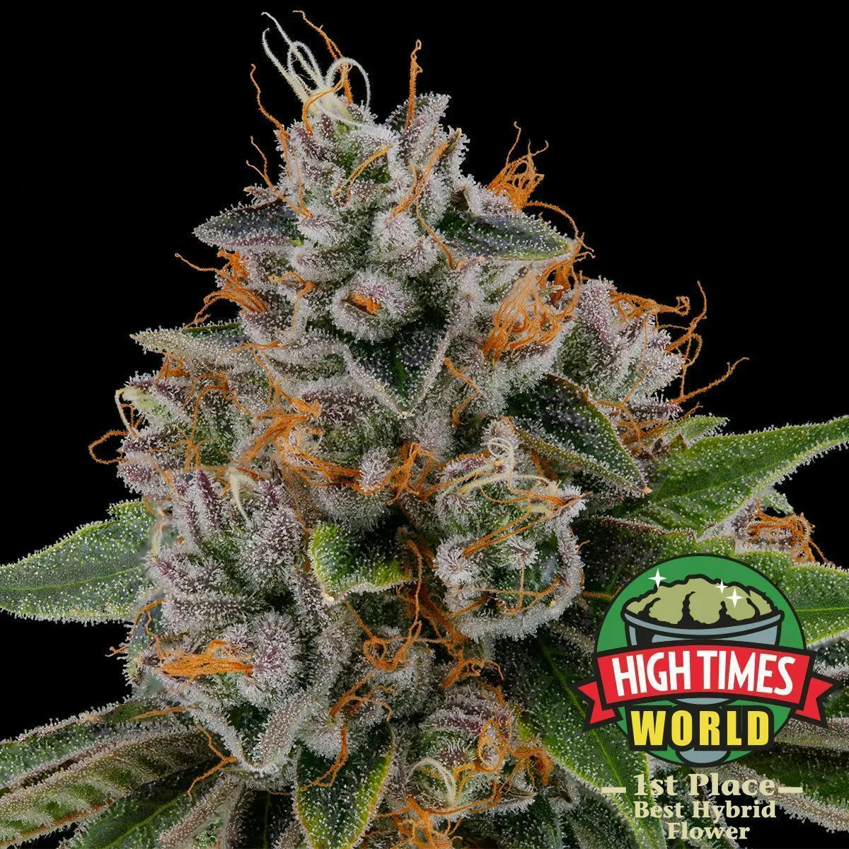 Kush Mountains