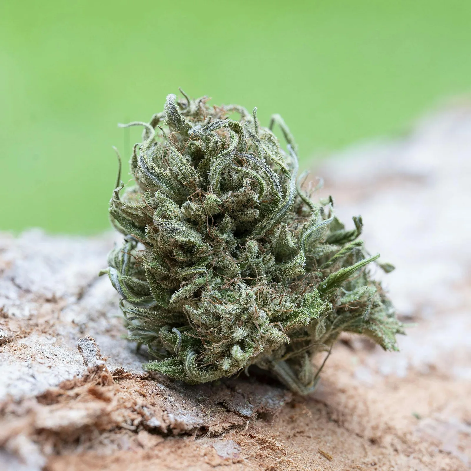 Farm Cut | Emerald Spirit Botanicals | Rose Queen | Flower | 7.5g