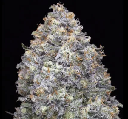 JAHnetics - Mango Thai 🥭🏝️ - (Chocolate Thai x Mango Haze)