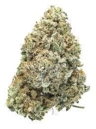 Higher vision White Buffalo