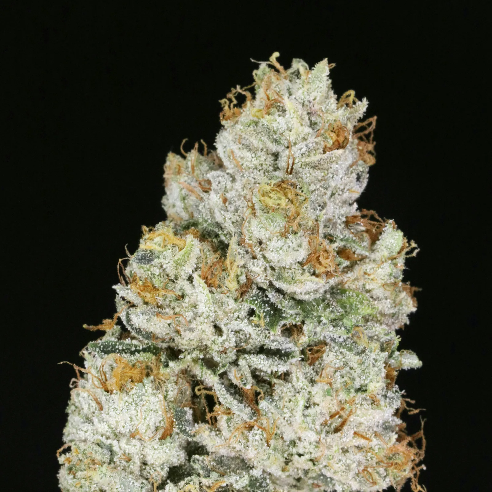 JAHnetics - Skywalker OG Kush🔥