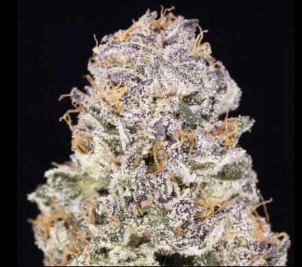 JAHnetics - Strawberry Cookies 🍓🍪 (LCG x White Runtz x GSC) - Quarter