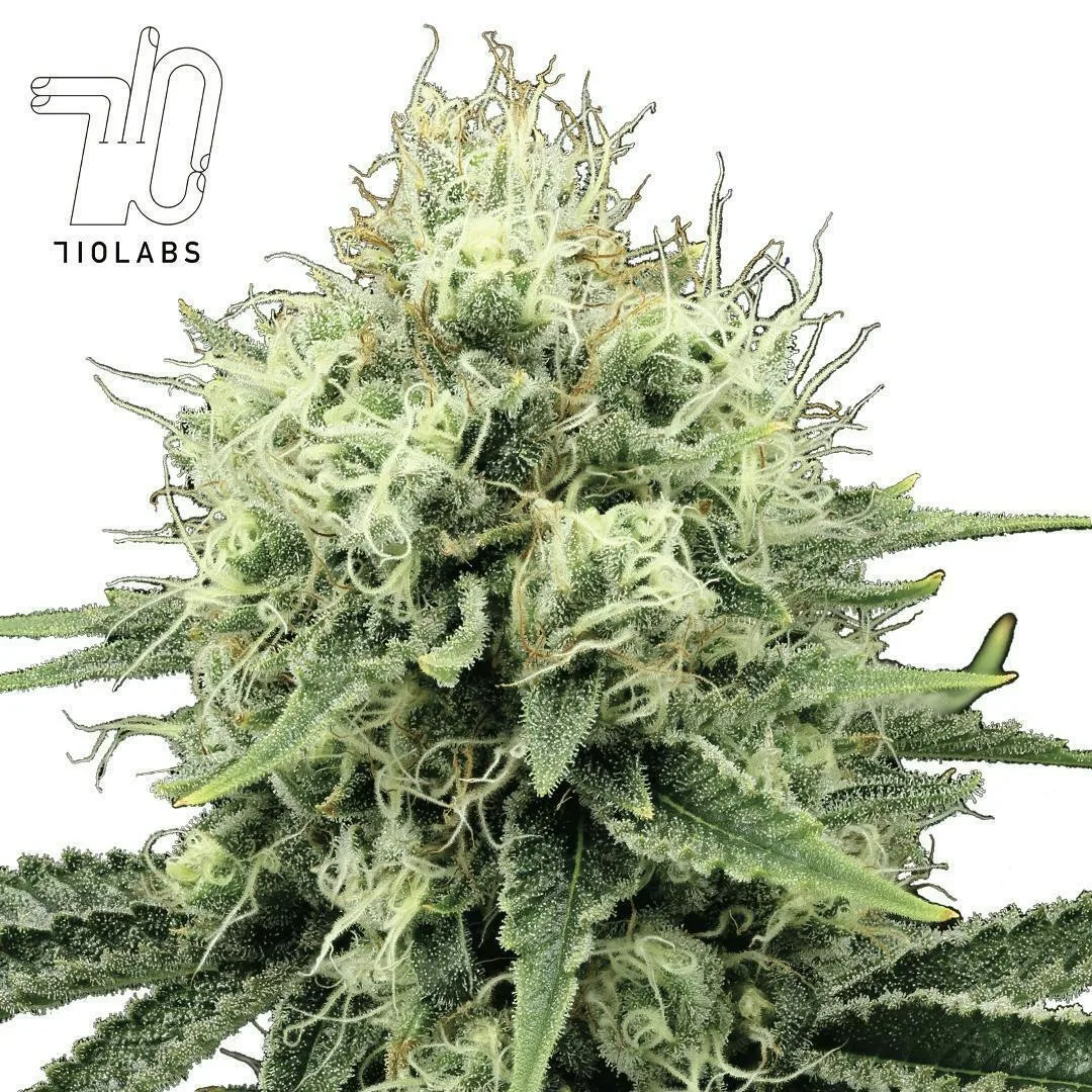 SB 36 #40 - Flower