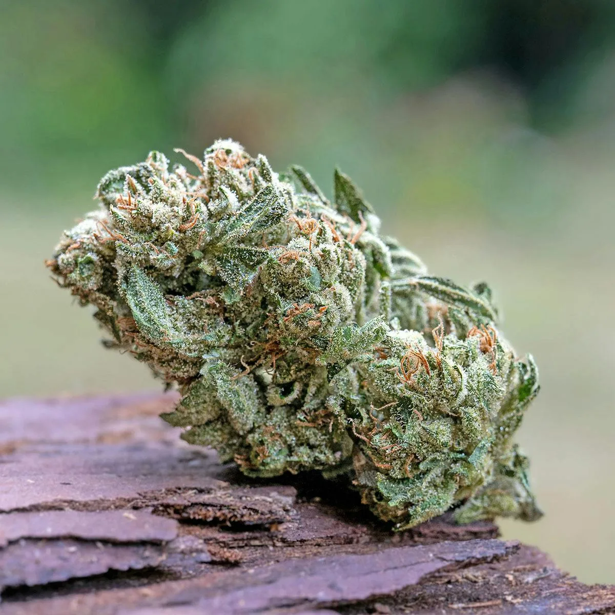 Farm Cut | Down OM Farms | Chem D | Flower | 7.5g