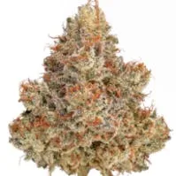 JAHnetics; JAHlly Ranchers (H) 3.5g + - Indoor Exotic (High THC)