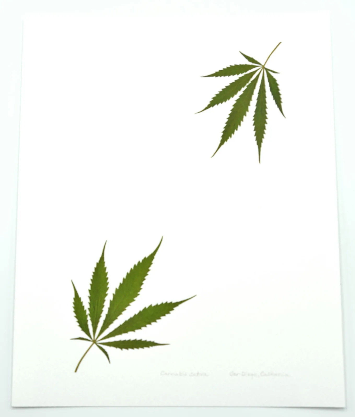 TWO CORNER LEAF PRINT