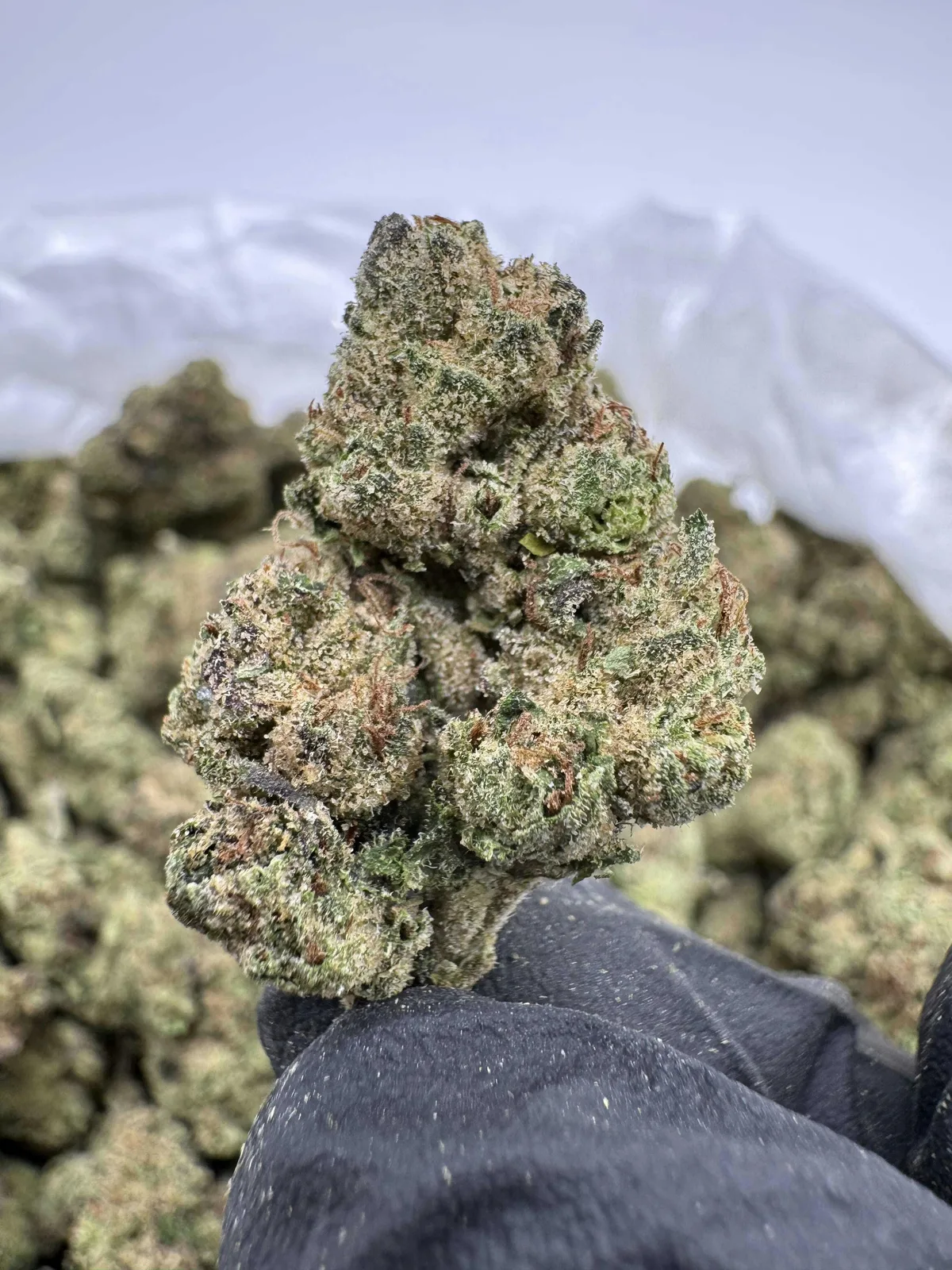 Canna Couriers - Pinnacle 3.5g - eighth