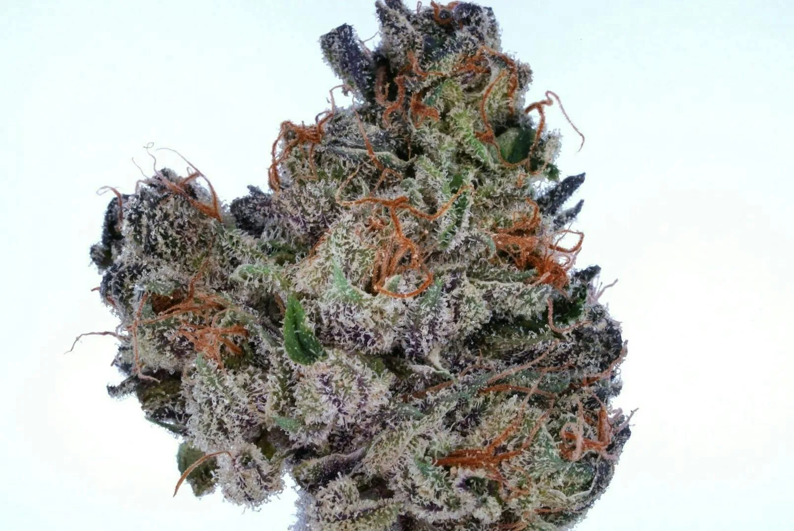 Sour Sage OG 3.5g - 1 item