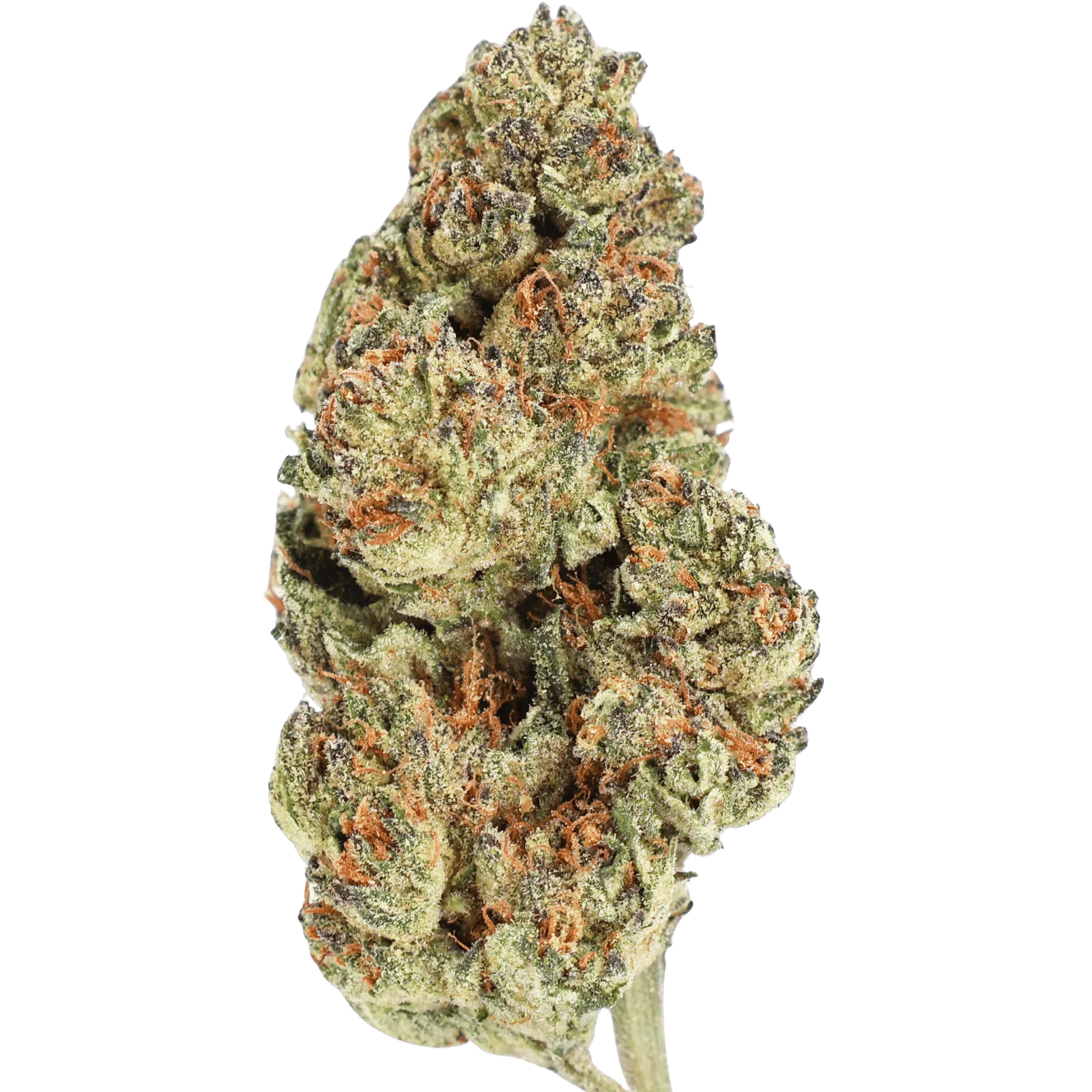 GSC - BISCOTTI - 5 GRAMS