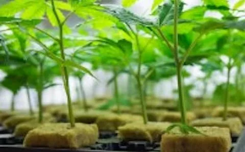 MOTA | Teen Plant | Clone