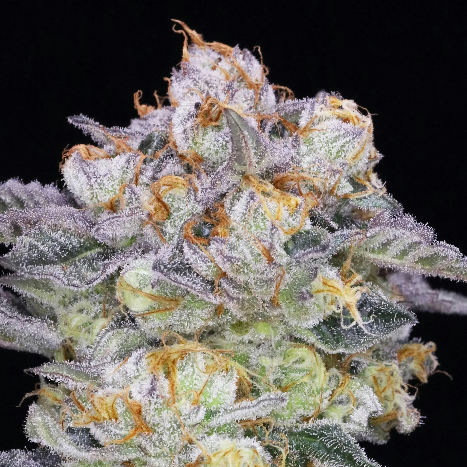 JAHnetics - Piña JAHlada 🍍🥥 (Pineapple Thai x Columbian Banana)