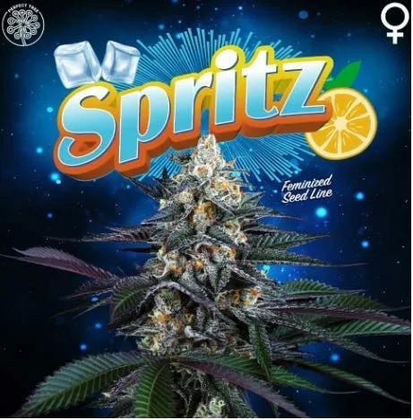 Spritz -Terpene Infused- Eighth 3.5g - Cherry Spritz