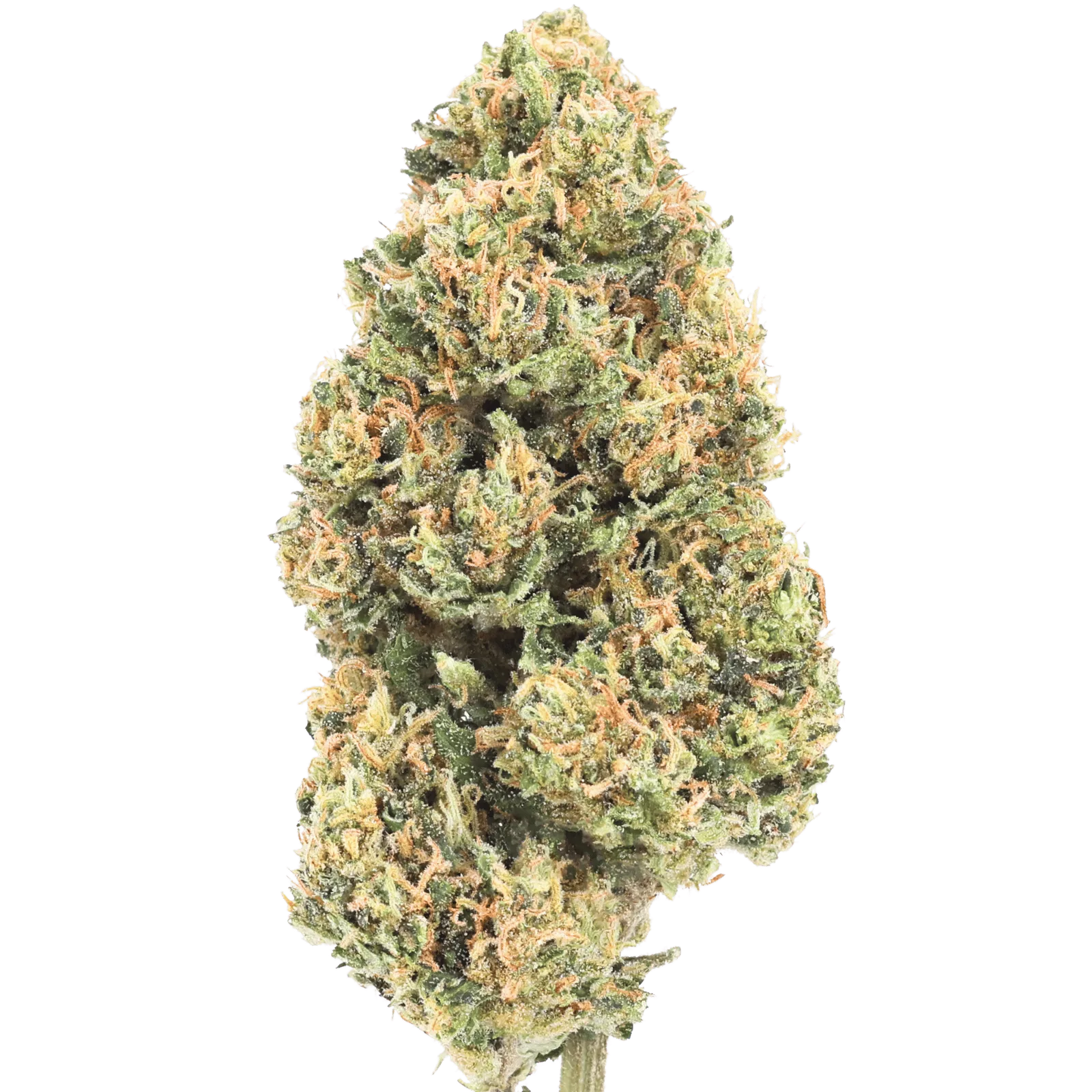 GSC - XJ-13 - 2 GRAMS
