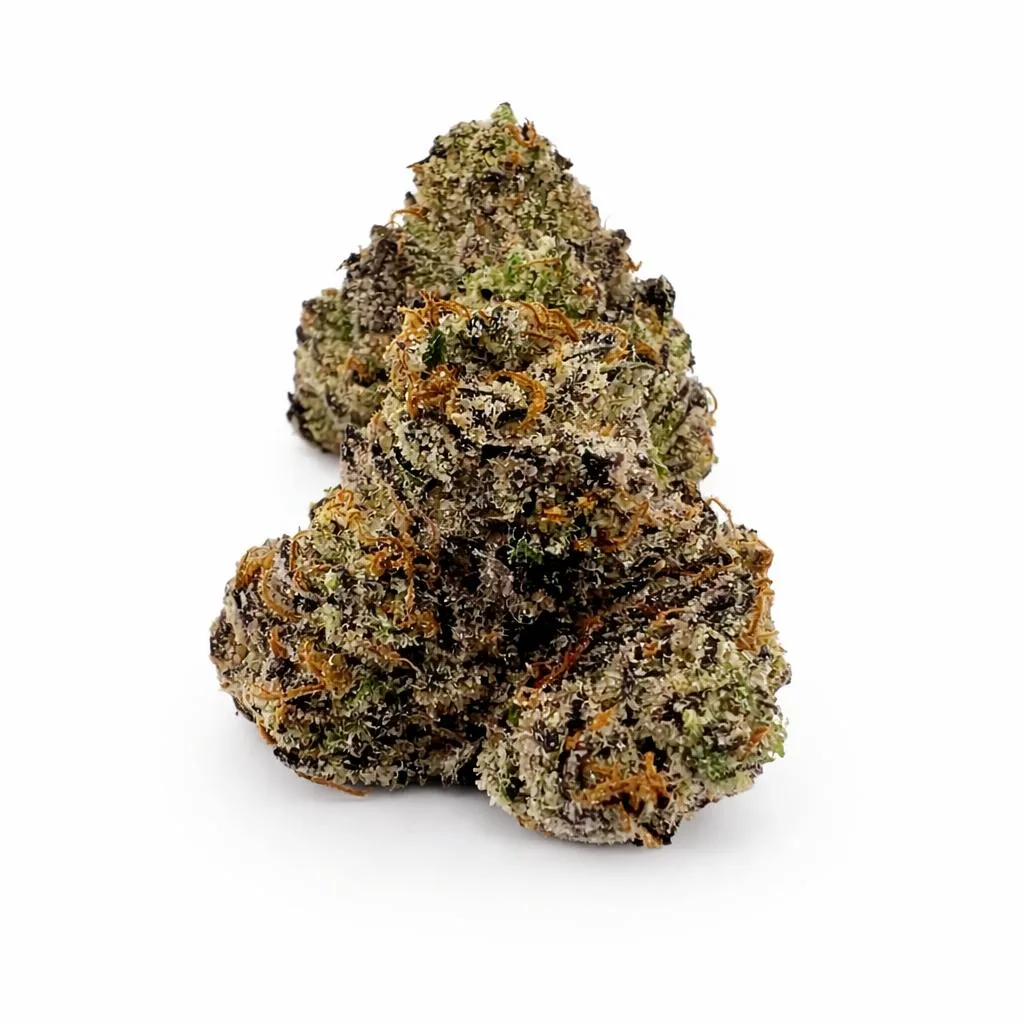 Golden Bear - White Himalayan- 3.5