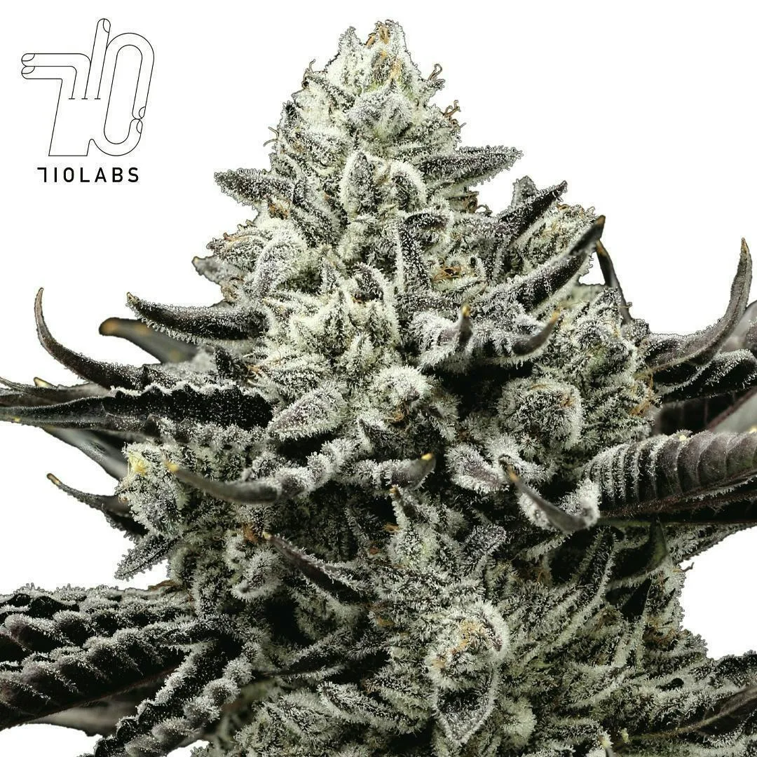 C Chrome #27 - 14g Flower