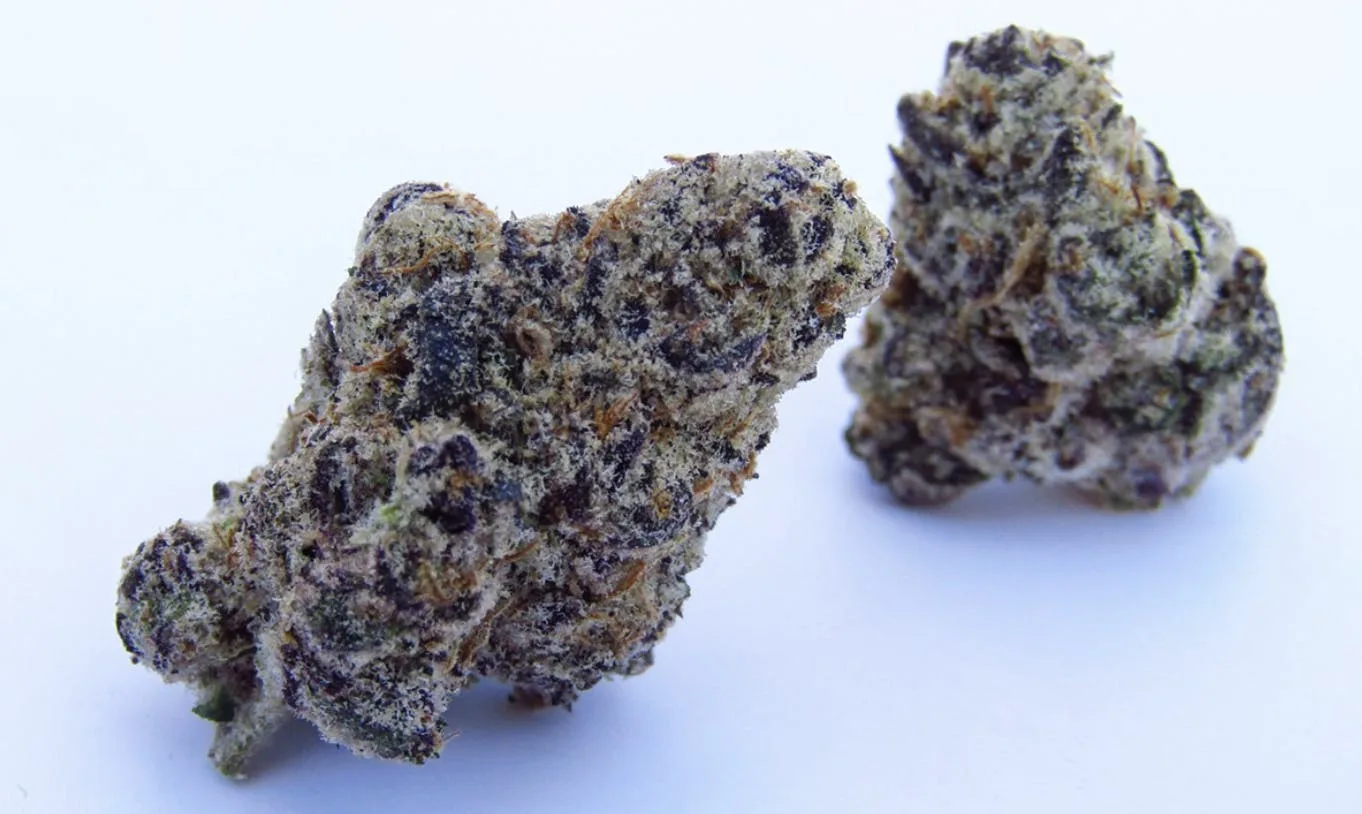 Chocolate Lava - Hybrid - 32% THC