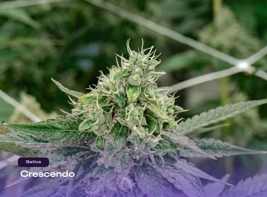 THC Design - Flower - Crescendo - 14g