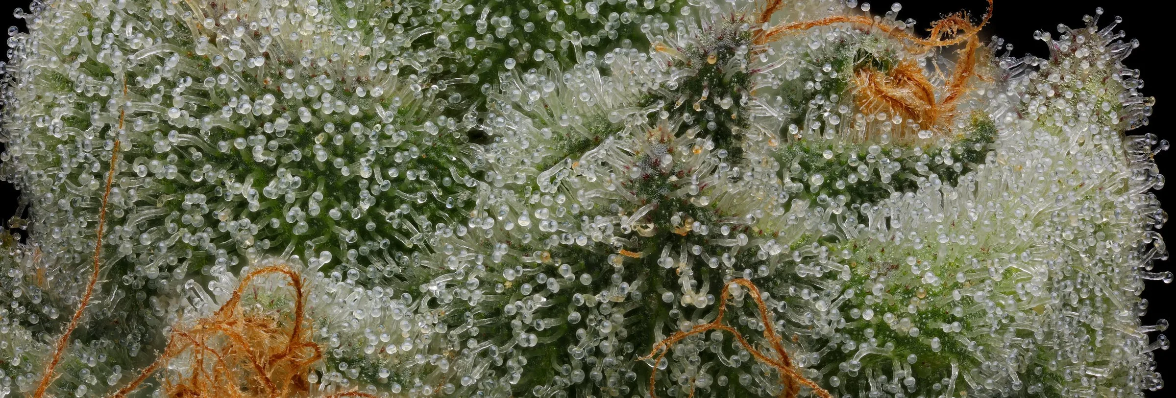 Prime Exotics Dispensary