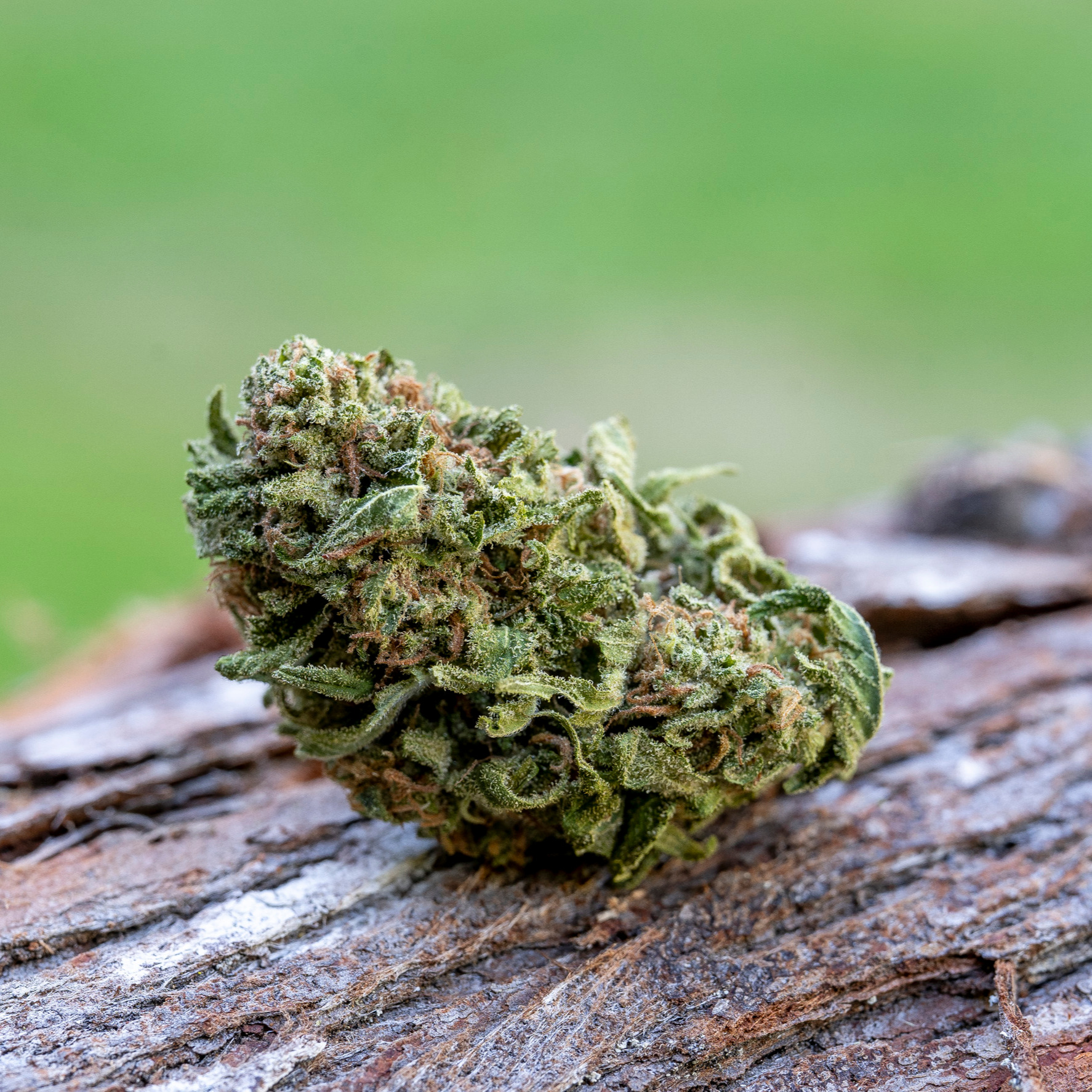 Farm Cut - Blue Dream (Sativa) Flower 7.5g