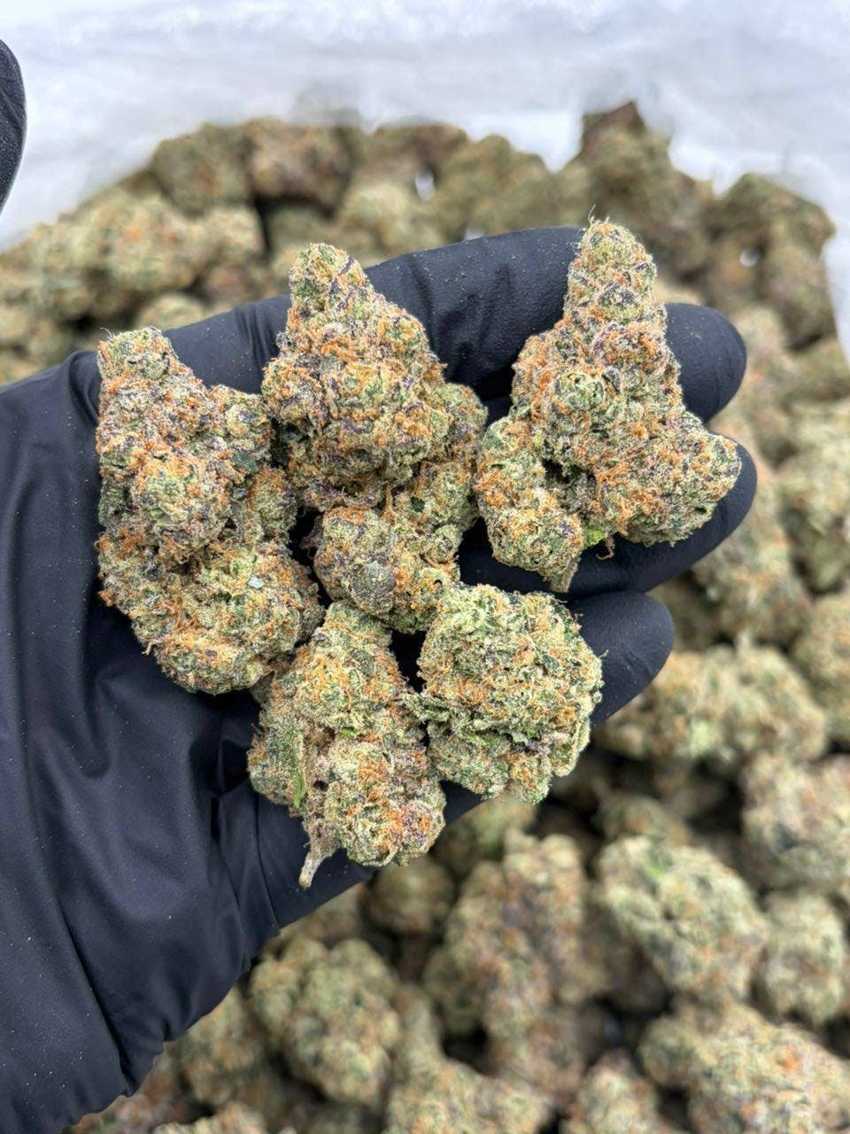 Delighted - Flower - Pink Zerbert - 3.5g